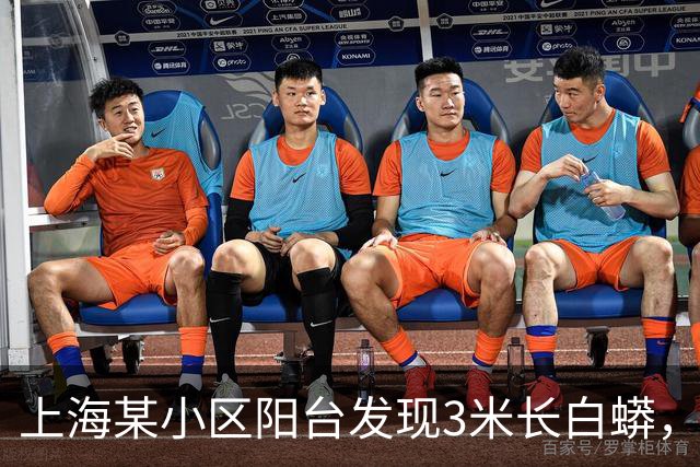 上海某小区阳台发现3米长白蟒，已移交相关部门处理