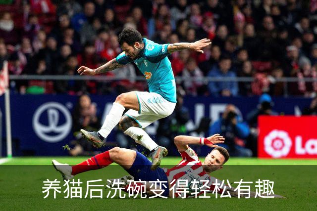 养猫后洗碗变得轻松有趣